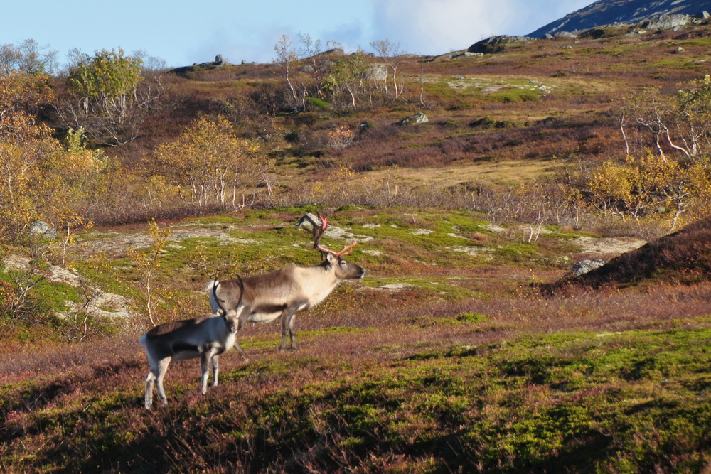 Reinen. En overlever fra Istiden